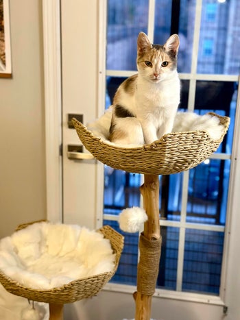 BuzzFeeder's cat in the wooden cat tree