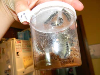 reviewer image of caterpillars in a container