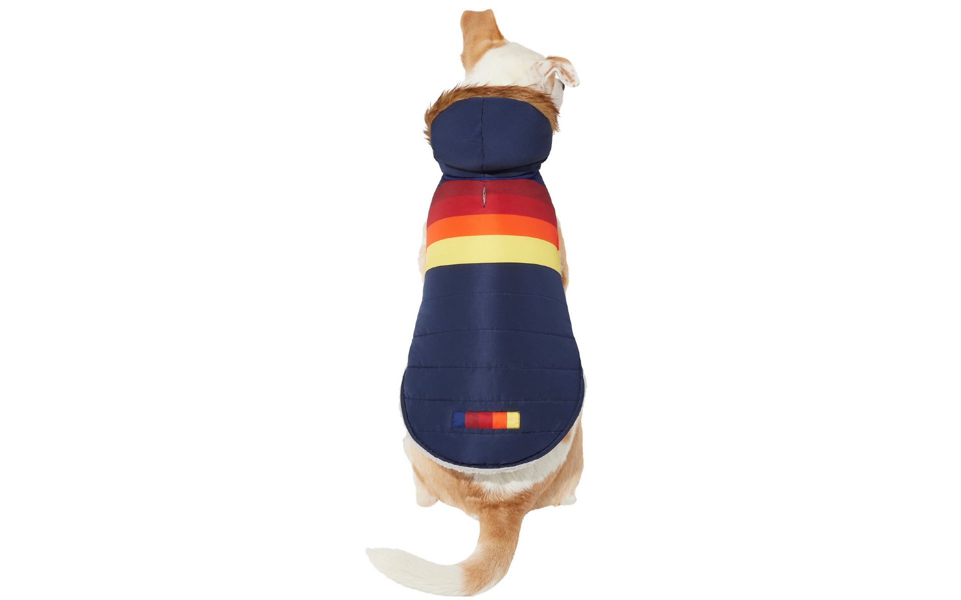 Dog wearing parka