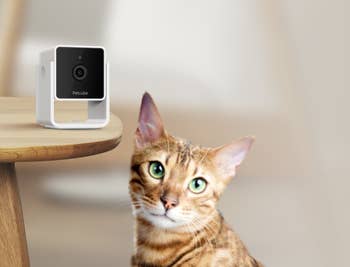 cat sitting in front of pet camera placed on a table