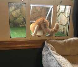 another reviewer's orange cat using the pet door to access the catio
