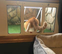 another reviewer's orange cat using the pet door to access the catio