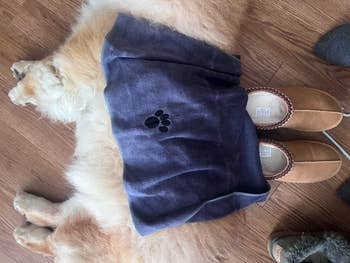 Dog lying connected  the level  with a towel featuring a paw print.