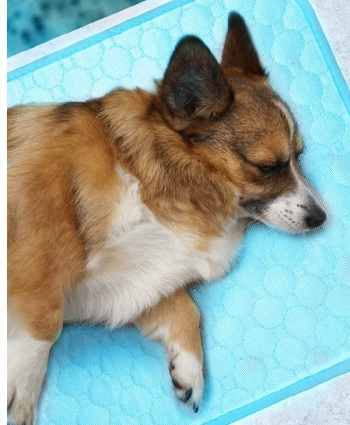Corgi sleeping on top of light blue cooling pad