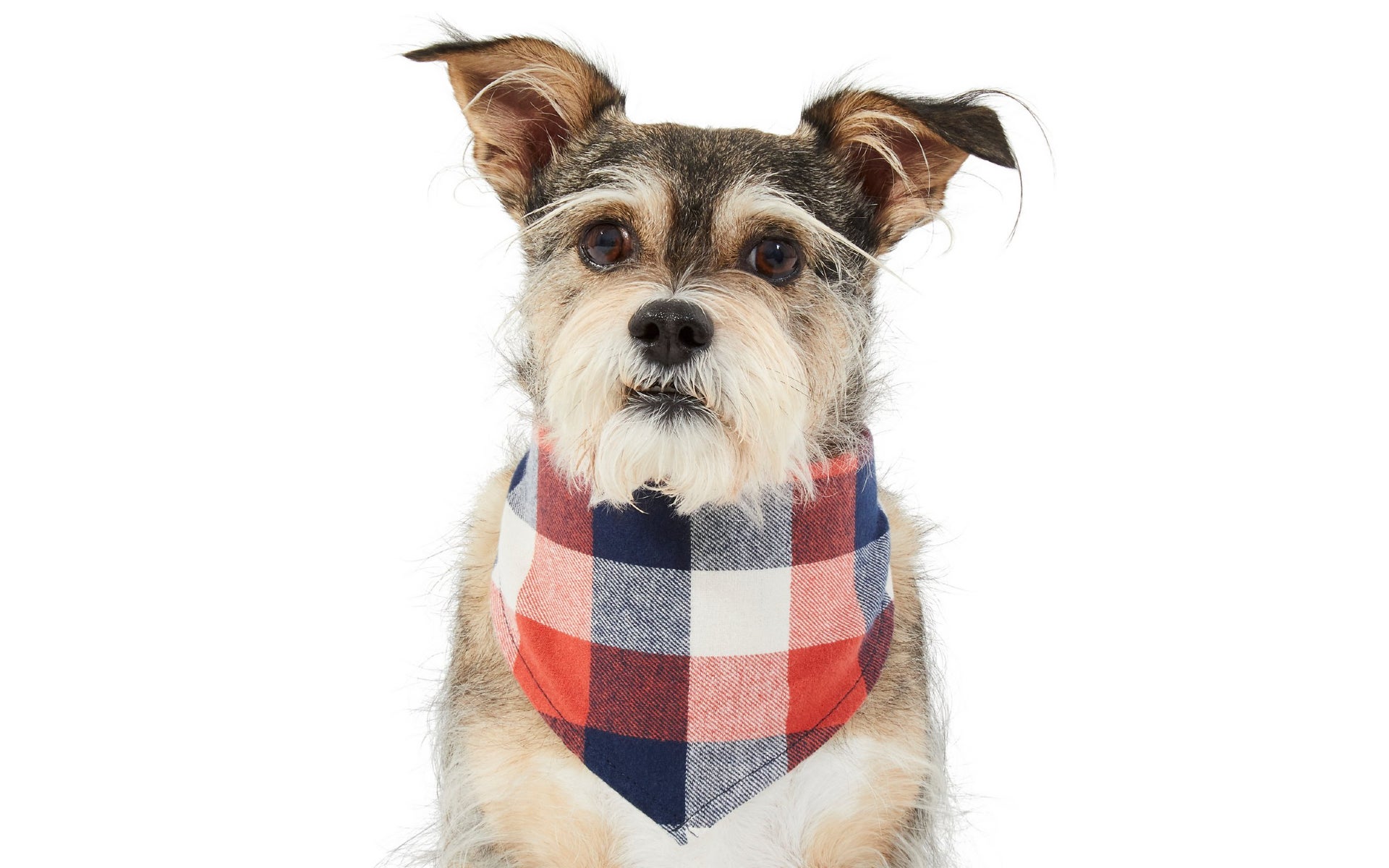 Dog in bandana