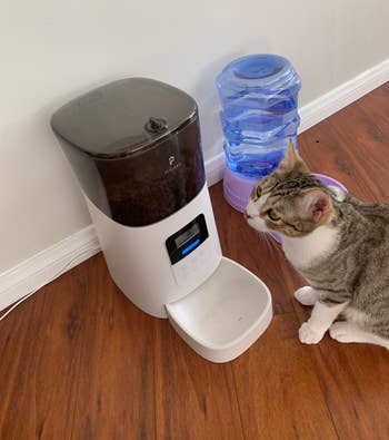 reviewer's cat standing in front of the white autoamtic feeder
