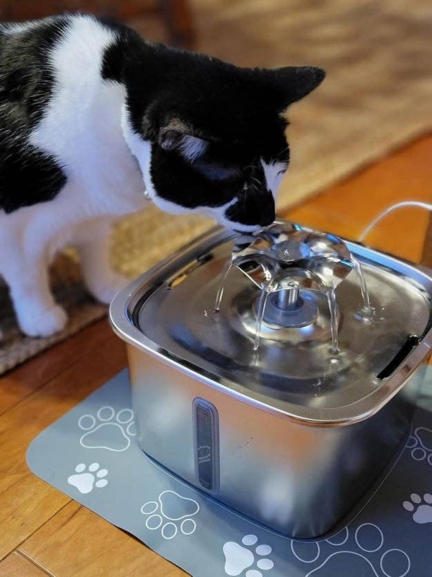 A dusky and white cat drinks from a stainless metal pet water fountain on a paw-printed mat