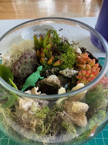 top down look at terrarium with a toy dinosaur in it
