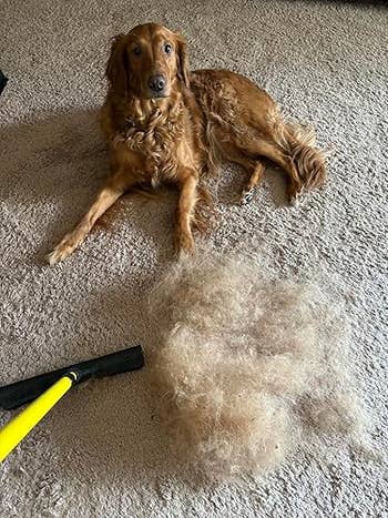 Pet Mess Solutions: 27 Must-Have Products