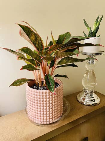reviewer's plant sitting in a blush pink planter with a hobnail textured design