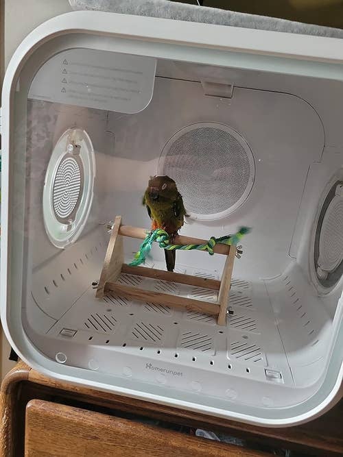 A bird inside the pet dryer