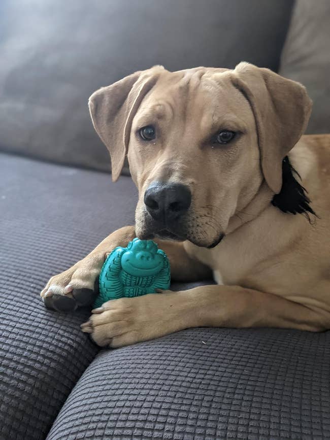 A canine with the artifact betwixt their paws
