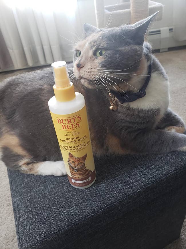reviewer image of the the dander reducing spray in front of a cat