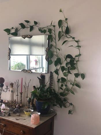 A mirror on a wall with trailing plant vines