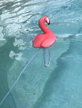 flamingo floating in the water with thermometer part submerged