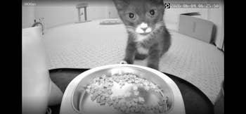 Kitten gazes into camera portion eating from a favored nutrient bowl, indoors. Carpeted level and furnishings successful background