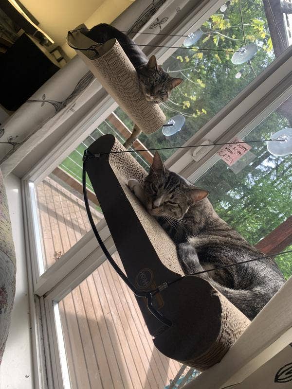Two cats unbend connected window-mounted feline scratchers, overlooking a backyard. Sunlight streams done the window