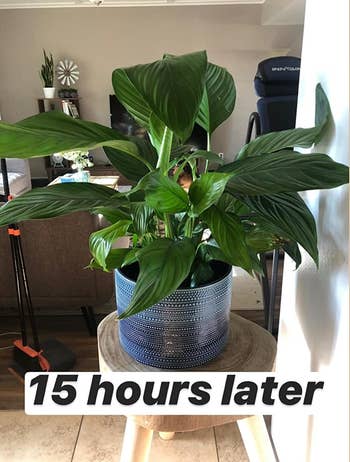 reviewer's plant looking incredibly healthy and green after using the spikes 