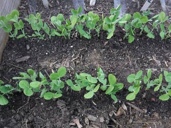 two rows of seedlings planted utilizing the gardening claw