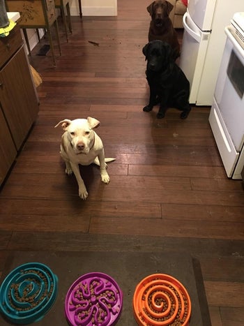 Reviewer's dogs sitting in front of slow feeder bowls