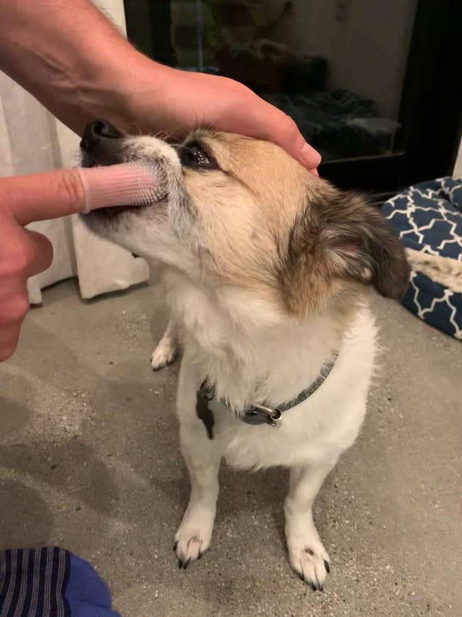 Reviewer photo of owner using finger toothbrush on dog