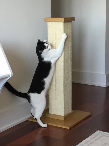 cat scratching on the post