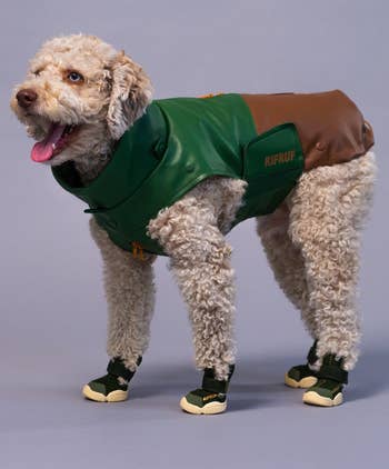 a dog wearing the coat in dark green and brown 