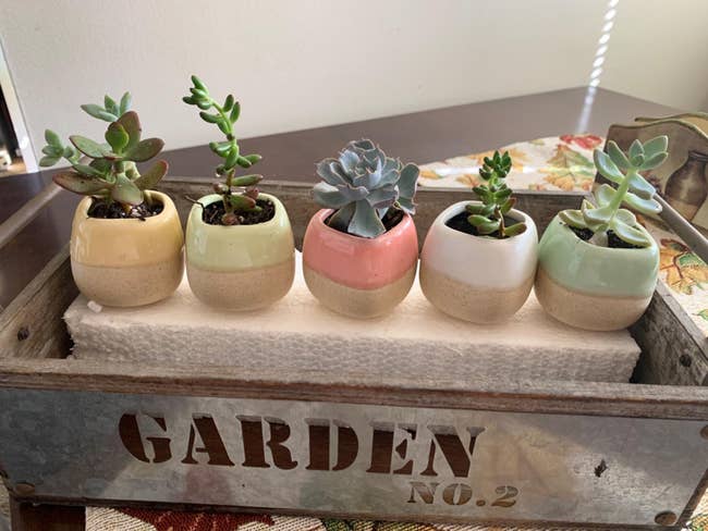 a set of five mini succulent planters, with the top half covered in glaze of different colors (yellow, white, very light green, mint green, and pink