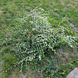 branches cut from the tree