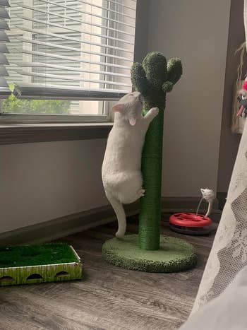 A cat stretching up a cactus-shaped scratching post next to a window