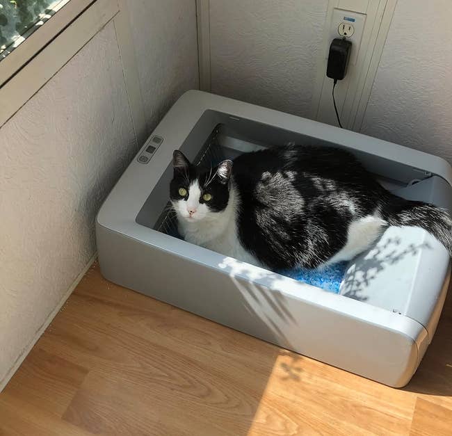 cat utilizing the self-cleaning box