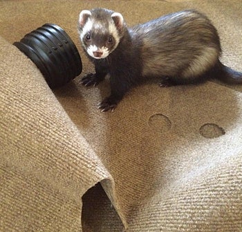 a different reviewer's ferret using the rug