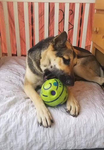 another reviewer's dog biting the ball
