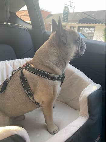 A reviewer's dog sitting in the booster chair in a car while looking out the window