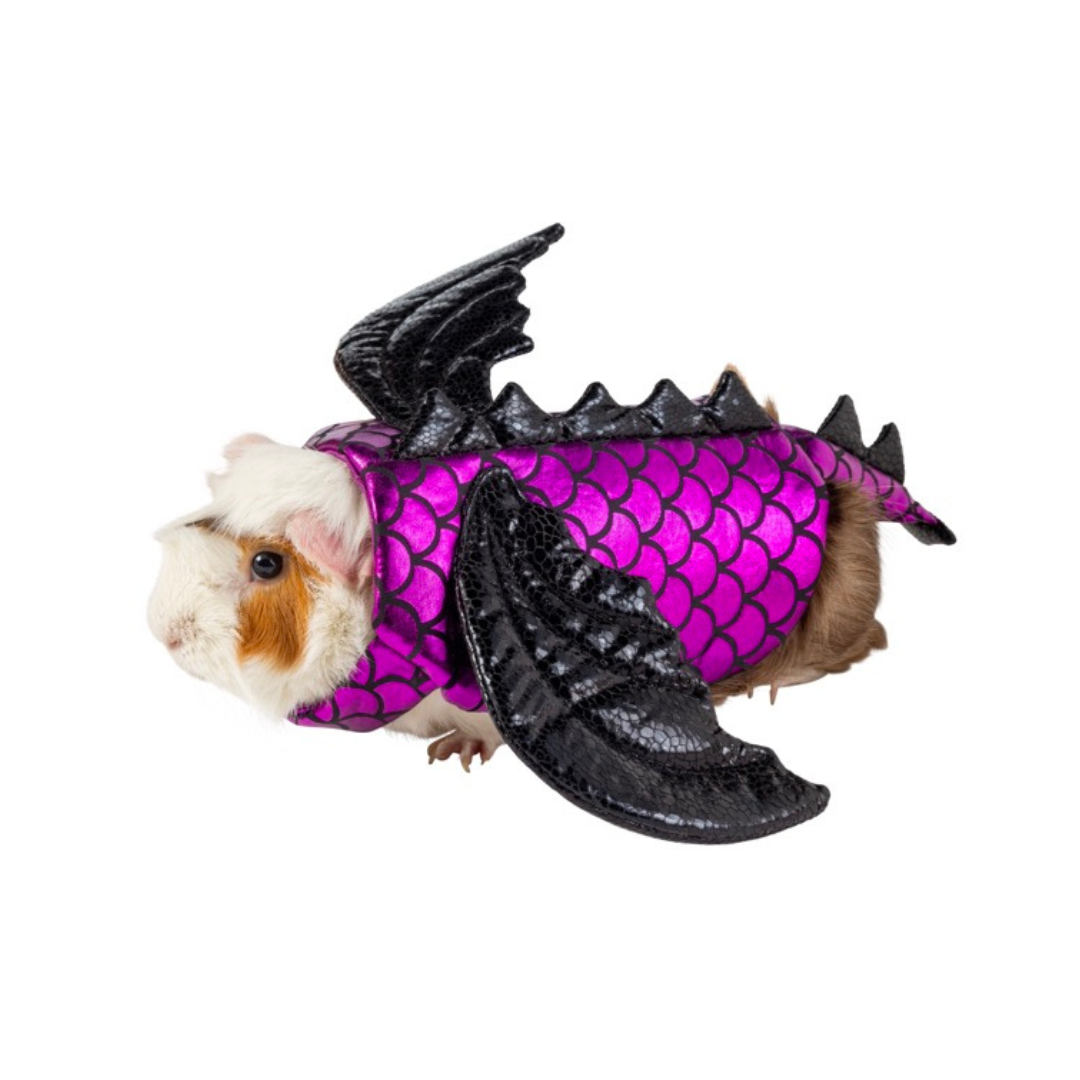 guinea pig in a bat costume