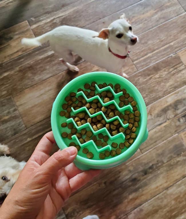 Reviewer photo of the bowl with dog food in it