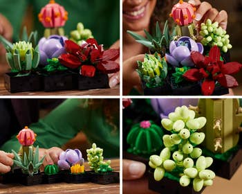 Building intricate LEGO botanical sets with succulent plants.