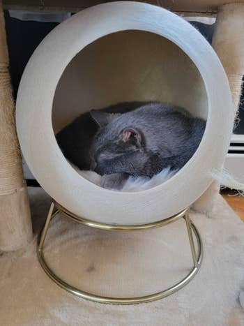 editor's cat curled up inside the tuft and paw hideout