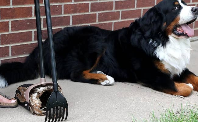 Bernese Mountain Dog lying next to the pooper scooper with a bucket and rake
