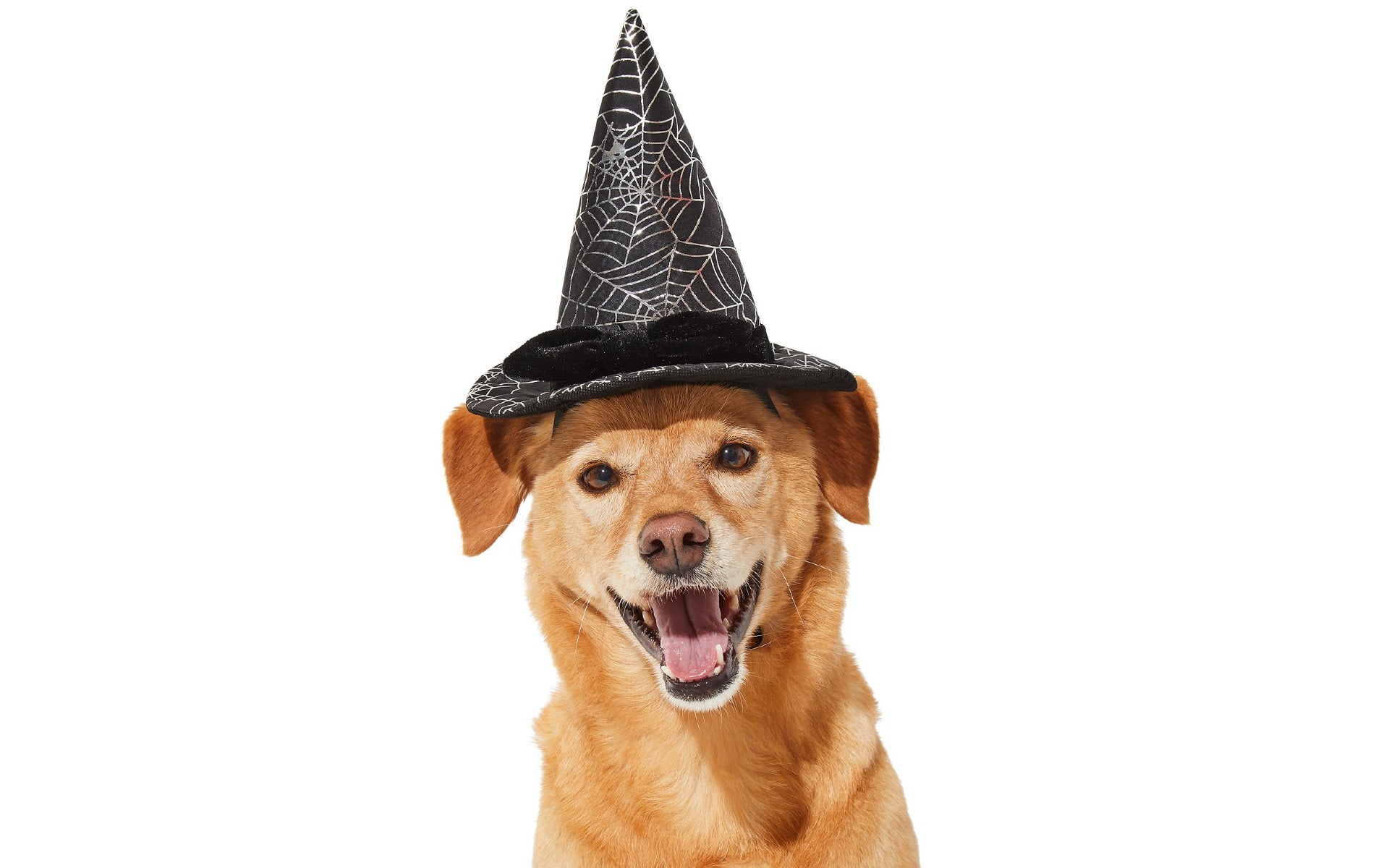 Dog in cobweb witch hat