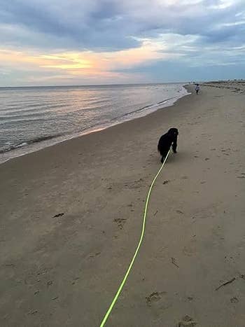 Dog on a leash walks along a beach at sunset, with a person in the distance near the shoreline