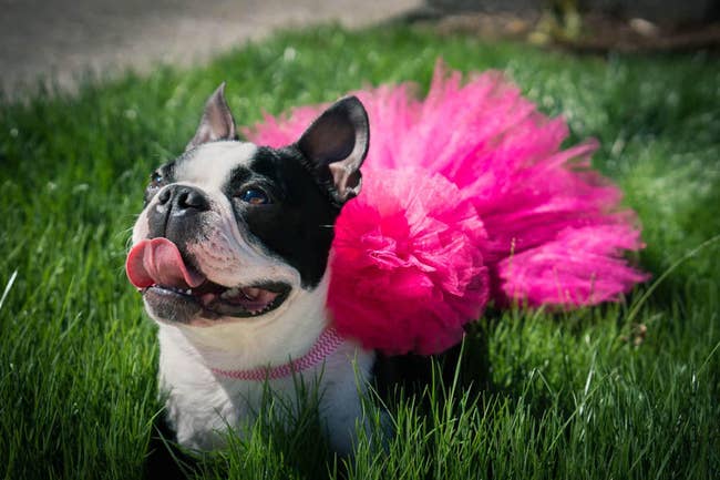 A small dog in a hot pink tutu