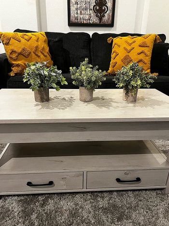 The plants on a table in a living room 