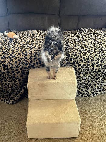 Reviewer image of front view of product in front of couch and puppy standing on top step
