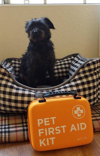 Small black dog sitting in an open plaid carrier next to an orange pet first aid kit