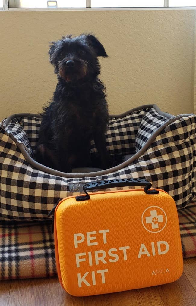 Small black dog sitting in an open plaid carrier next to an orange pet first aid kit