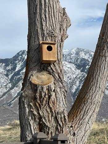 Birdhouse connected histrion trunk with snowy upland backdrop, suitable for plot decor buying articles