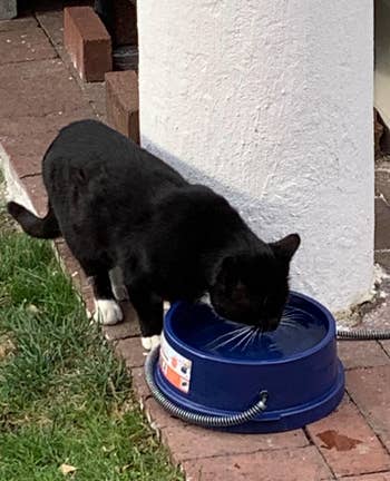 A cat drinking from the heated water bowl
