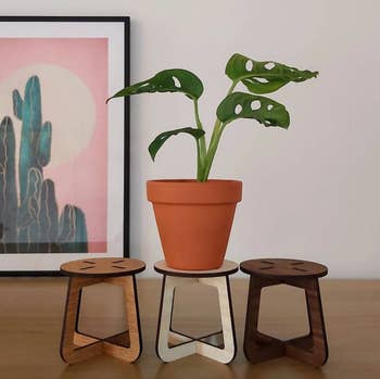 three small houseplant stand with plant on one