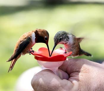 Two hummingbirds portion  nectar from a handheld feeder
